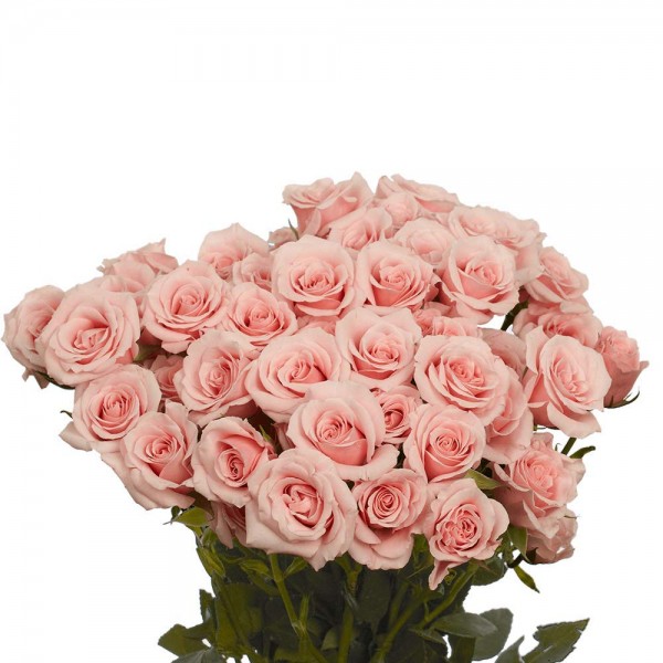 GlobalRose 200 Fresh Cut Pink Spray Roses - Fresh ...