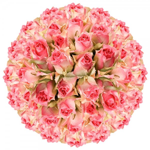 GlobalRose 200 Fresh Cut Light Creamy Pink Roses -...